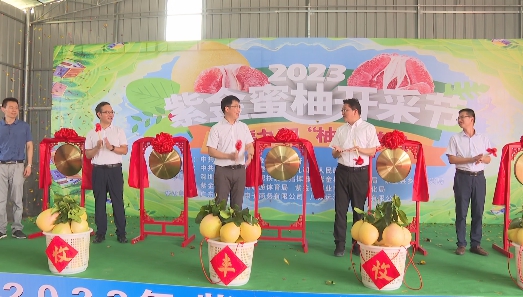 蜜柚又到丰收时 紫金23.5度柚今起采摘上市