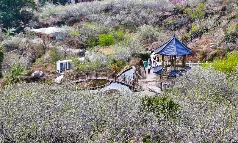 探索“赏花经济”、打造文化IP……紫金这样构建全域旅游新格局→