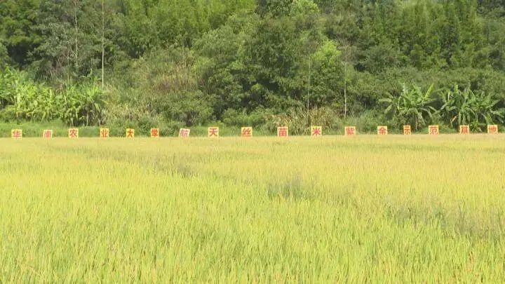 闲置土地变身智慧田！紫金敬梓航天水稻实现亩产标准干谷超600公斤