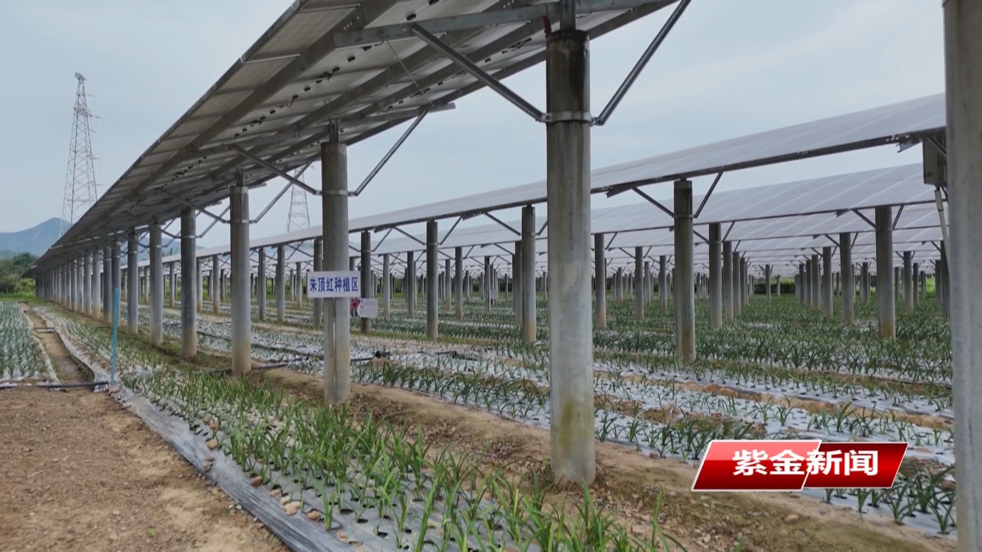 紫金好义镇：“光伏+农业”创新实践 为“百千万工程”注入绿色动能