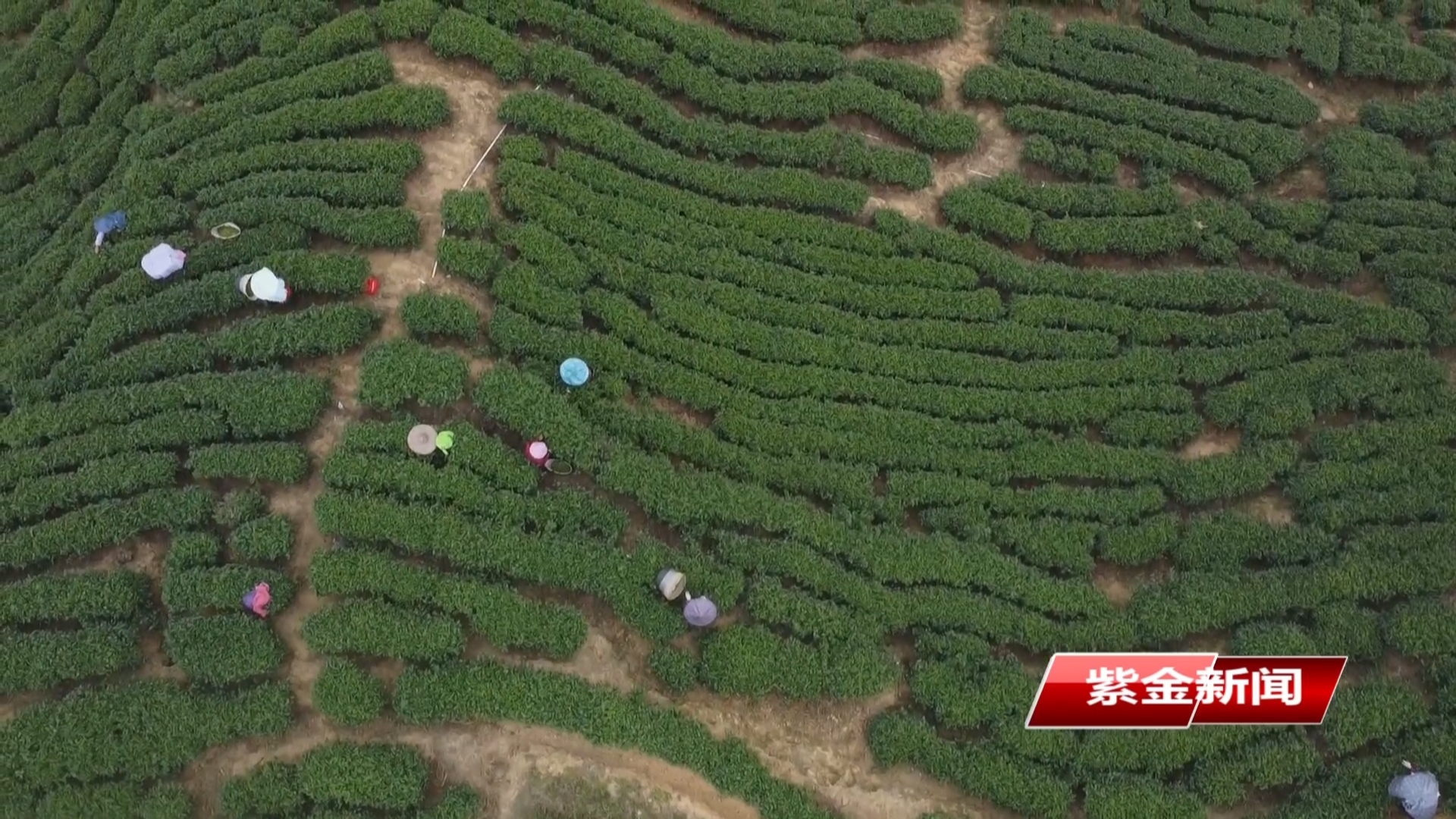 南岭镇：“四库”联动激活生态价值  山区走出绿色振兴路