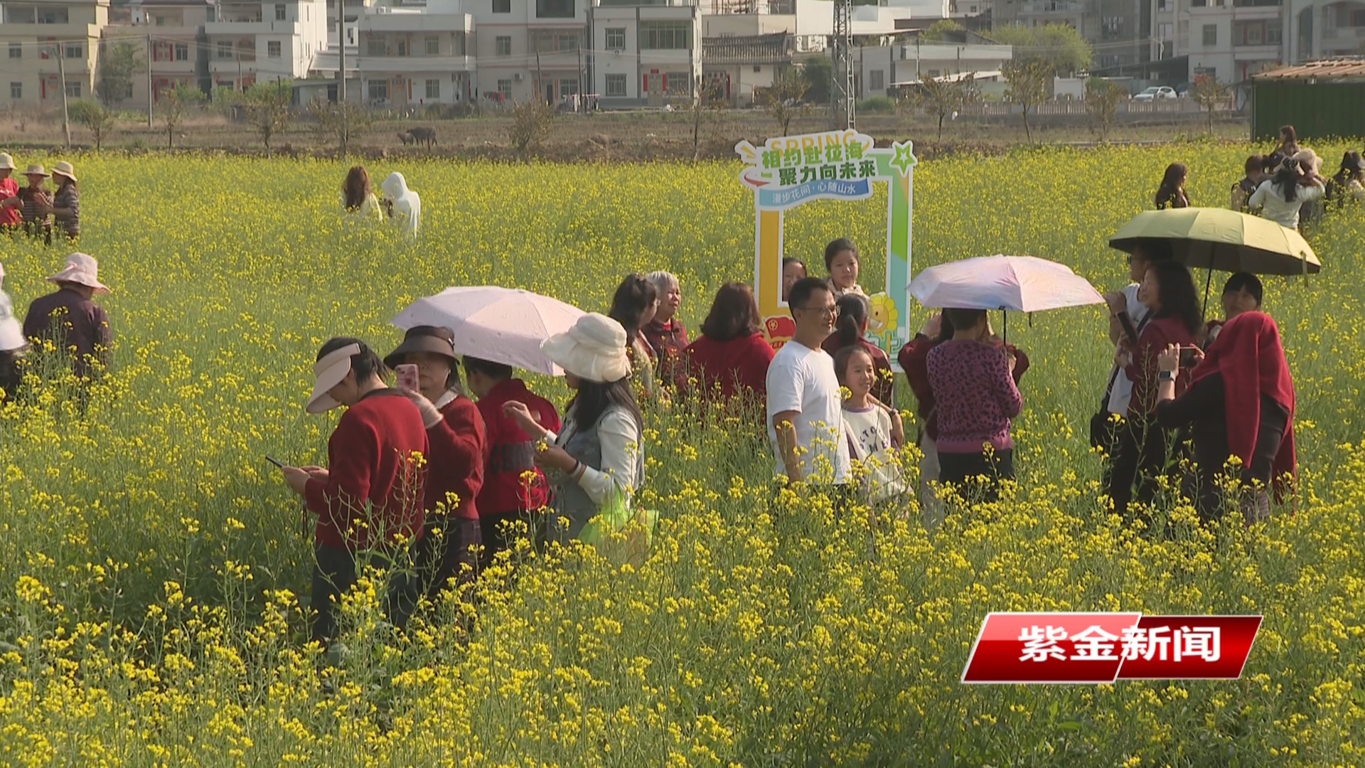 紫金甘田村金色花海引客来