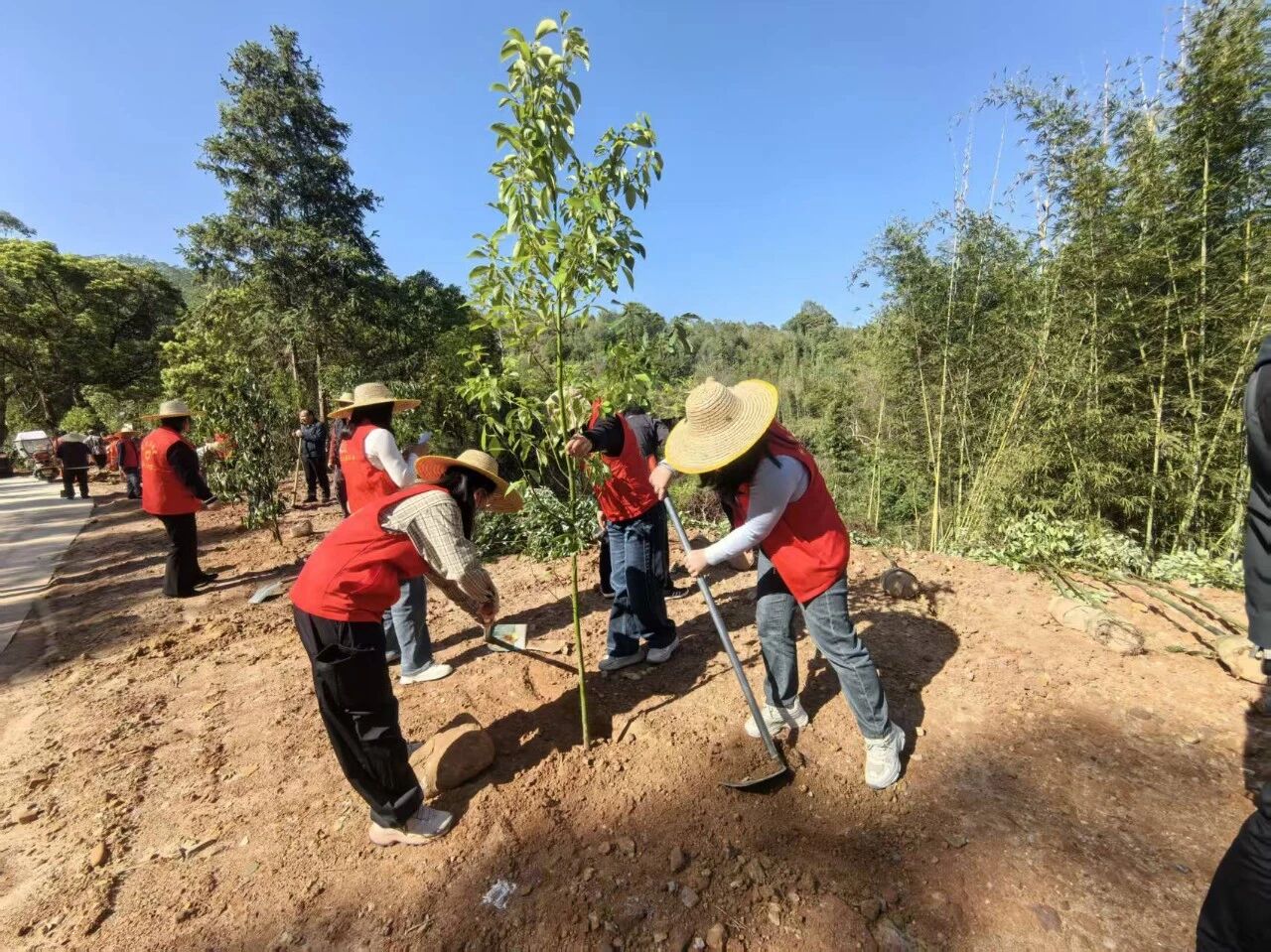 【绿美紫金】植此青绿正当时！紫金县各级各部门掀起春季植树热潮