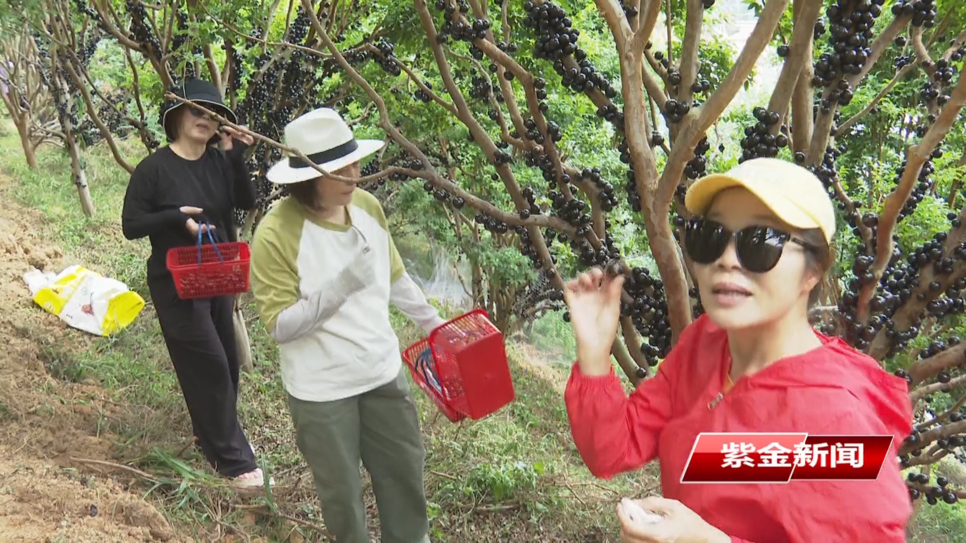 紫金蓝塘镇千亩嘉宝果开采 <br/>农旅融合焕乡村振兴新魅力