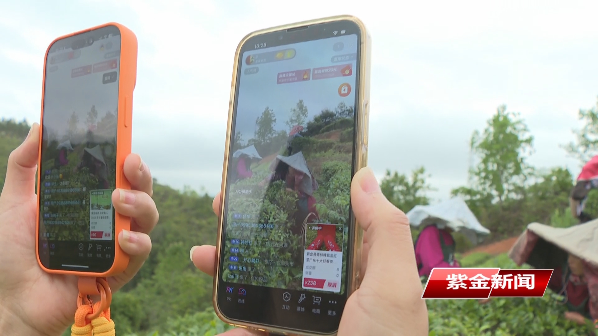 紫金组织直播助农 紫金蝉茶线上“出圈”