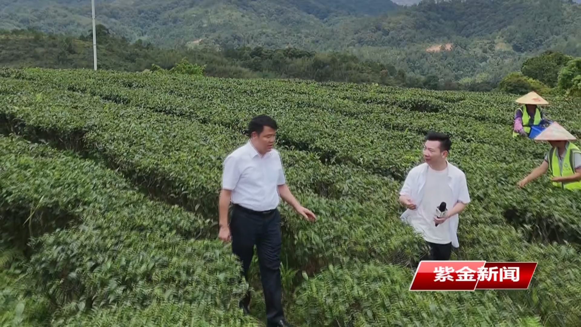 龙窝镇：以茶为媒 一片“虫咬叶”变身振兴“金叶子”
